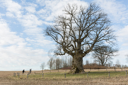 拉脱维亚瓦尔米耶拉市ValmieraOak树和草地强的农村环境图片