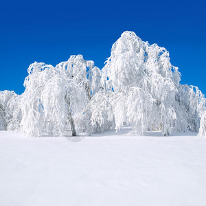 白雪树环境明亮的霜图片