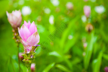 颜色泰国的郁金香在花床上植树一个美丽的公园中装饰浪漫的图片