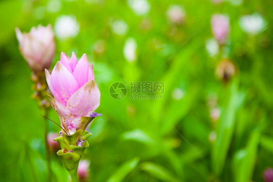 颜色泰国的郁金香在花床上植树一个美丽的公园中装饰浪漫的图片