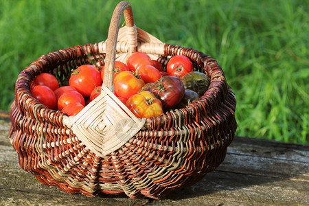 户外樱桃红色的乡村餐桌上篮子里的传家宝品种西红柿五颜六色的番茄红色黄橙Harvest蔬菜烹饪概念绿色背景中的一篮子西红柿乡村餐桌图片