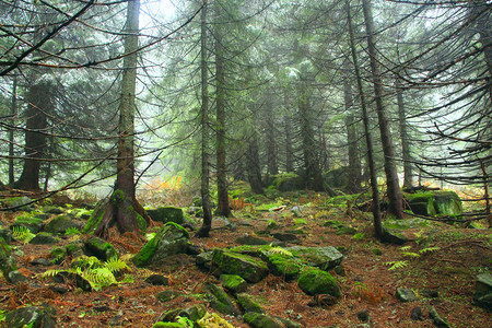 苔藓白色的荒野浓雾中山林长满大云杉和苔石的常绿森林雾中的木头野生针叶林薄雾中的杉木景观浓雾中的山林长有大云杉和苔石的常绿森林图片