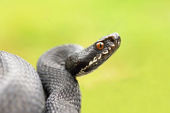 危险详细的欧亚黑人女洲普通毒蛇ViperaBerus详细肖像图片