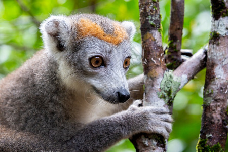 加冕马达斯雨林树上的冠狐猴马达加斯雨林树上的冠狐猴美丽异国情调图片