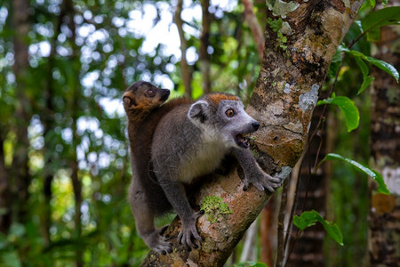 森林物种马达加斯雨林树上的冠狐猴马达加斯雨林树上的冠狐猴王图片