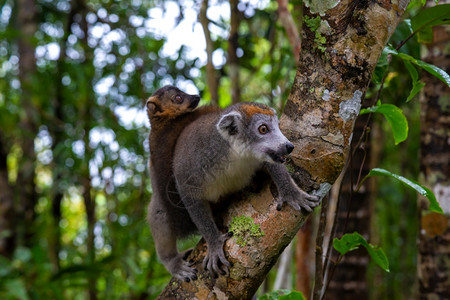 马达加斯雨林树上的冠狐猴马达加斯雨林树上的冠狐猴灵长类动物荒野岛图片