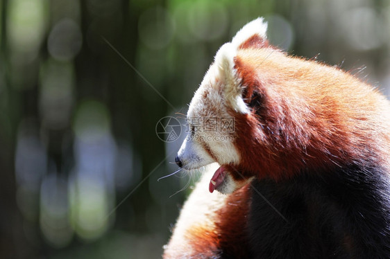 野生动物小熊猫图片