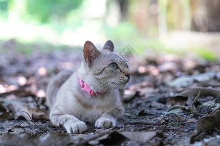 棕猫躺在干叶地板上生姜宠物睡觉图片