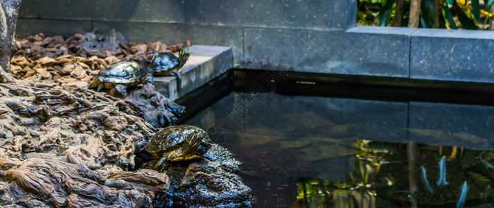 水面的黄瓜滑板海龟肖像还有另外两个背景的海龟来自美洲河流的热带宠物动爬虫养殖图片
