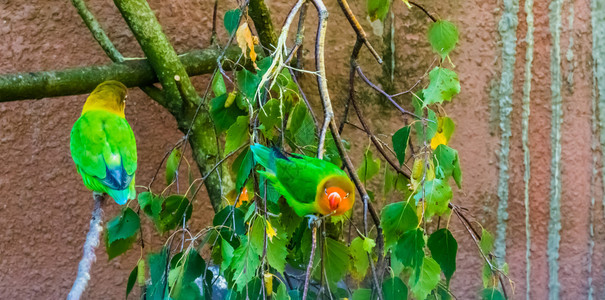 坐在一棵树枝上的爱鸟来自非洲色彩多热带的小型鹦鹉在养殖中很受欢迎的宠物房屋橙鹦鹉科图片