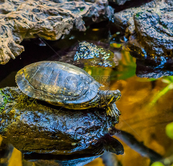 热带在水面的岩石上紧贴着金伯伦海滑板龟来自美国河流的宠物黄色的图片