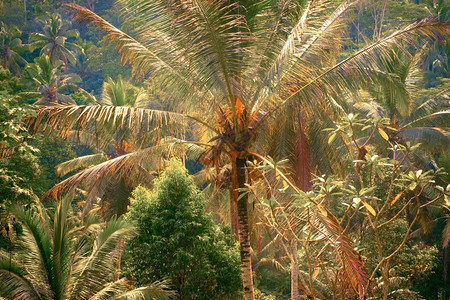 树叶生态系统热带自然的超真实幻想色彩雨林景观与丛植物的真人景色作品图片