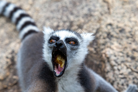 嘴尾随濒危自然环境中有趣的尾狐猴自然境中有趣的尾狐猴图片