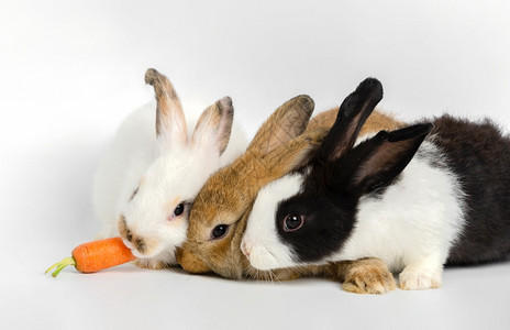 三只不同颜色的可爱兔子吃胡萝卜图片