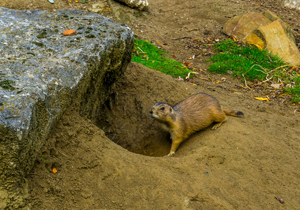 肖像他的回到洞穴草原狗动物地下家园热带美洲鼠类人种犬图片素材