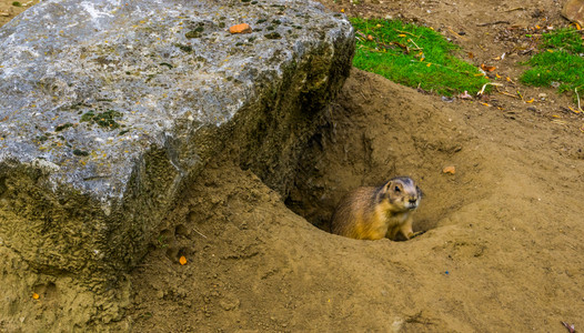 从他的洞里出来草原狗动物家来自美洲热带小鼠门户14动物学美国人图片