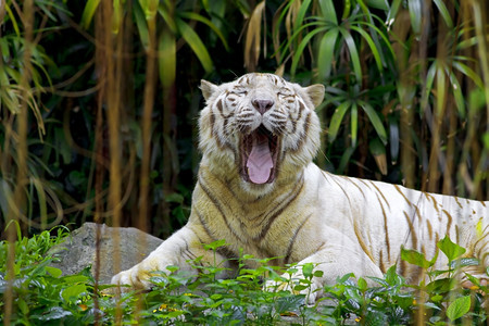美丽在热带森林中咆哮的白老虎猫科动物条纹图片