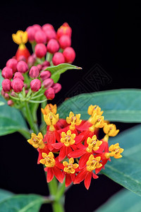 乳草墨西哥人花的更近美丽和外来花朵是AsclepiasCurassavica的黄花粉红瓣其共同名称有斯嘉丽米尔克鲜花墨西哥蝴蝶w图片