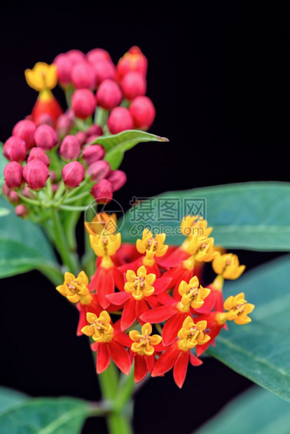 乳草墨西哥人花的更近美丽和外来花朵是AsclepiasCurassavica的黄花粉红瓣其共同名称有斯嘉丽米尔克鲜花墨西哥蝴蝶w图片