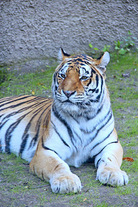 非洲孟加拉虎躺在草地上美丽的老虎生活在动物园大掠食猫野虎躺在田地菲琳美丽老虎生活在动物园大掠食猫菲林绿色苹果浏览器图片