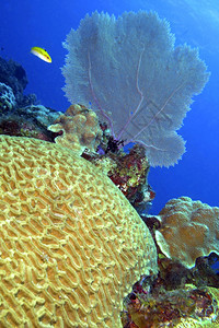 无脊椎动物临海脑珊瑚礁加勒比海PlayaGiron古巴美洲海洋图片