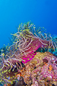 水下毒液巨型海洋阿内蒙赫异狄克大型海区珊瑚礁北阿里环马尔代夫印度洋亚洲有毒图片