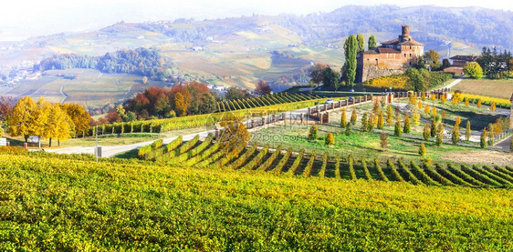 黄色的受欢迎意大利皮埃蒙特地区巴罗洛村和城堡的葡萄酒之旅秋季葡萄园风光红色的图片