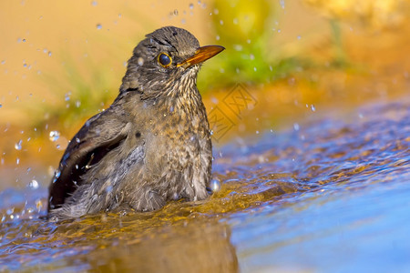 黑鸟Turdusmerula森林池塘地中海森林卡斯蒂利亚和莱昂西班牙欧洲鸟类生活洗澡保护图片
