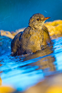 黑鸟Turdusmerula森林池塘地中海森林卡斯蒂利亚和莱昂西班牙欧洲鸟类生活物学环境图片