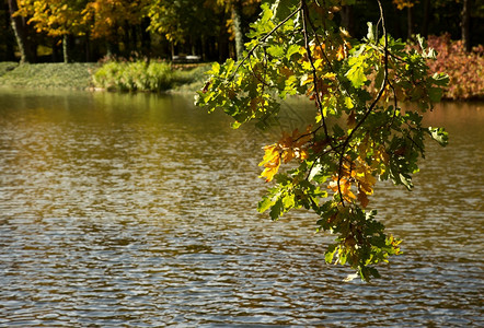 叶子十月秋天的波兰WarsawLazienki皇家公园10月Autumn分会带有橡树叶其背景为水一种图片