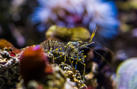 线虫一条在水下岩石上行走的普通大虾帕莱蒙波罗的海图片