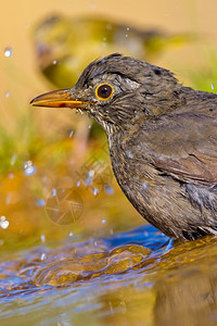 生态喙黑鸟Turdusmerula森林池塘西班牙森林卡斯蒂利亚和莱昂西班牙欧洲水图片