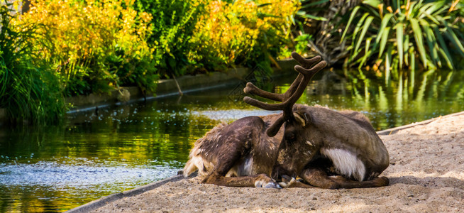 受欢迎的有蹄类坐在水边的驯鹿来自美洲的脆弱动物群近视肖像笑声新的图片