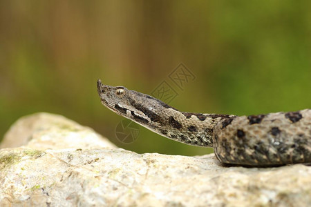 蛇科加法器欧洲的毒气添加剂爬在石上Vipera管上图片