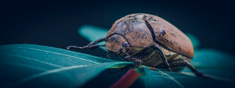 异国情调金龟子叶上的老甲虫大型关闭野生物照片有角的图片