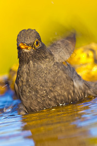 洗澡环境黑鸟Turdusmerula森林池塘西班牙森林卡斯蒂利亚和莱昂西班牙欧洲水池图片