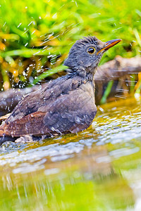 荒野湿的伯德黑鸟Turdusmerula森林池塘西班牙森林卡斯蒂利亚和莱昂西班牙欧洲图片