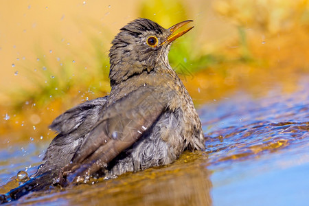 动物黑鸟Turdusmerula森林池塘西班牙森林卡斯蒂利亚和莱昂西班牙欧洲水保护图片