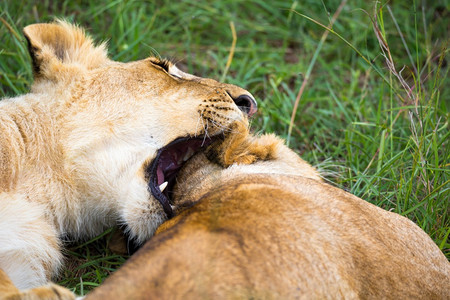 桑布鲁一些幼狮相互依偎玩耍两只幼狮相互依偎玩耍幼兽塞伦盖蒂图片
