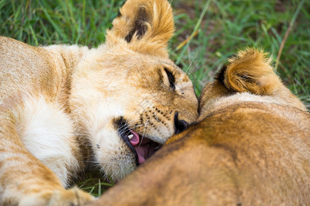 公园狮子座一些幼相互依偎玩耍两只幼狮相互依偎玩耍猫科动物图片