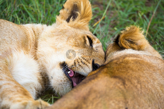 公园狮子座一些幼相互依偎玩耍两只幼狮相互依偎玩耍猫科动物图片