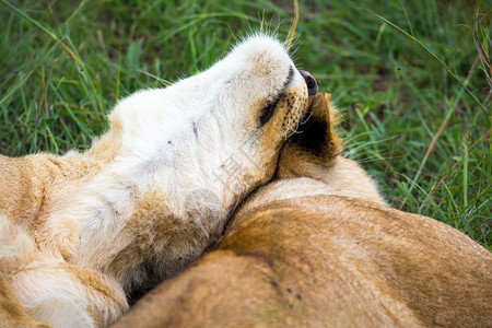 马赛野生动物拥抱一些幼狮相互依偎玩耍两只幼狮相互依偎玩耍图片