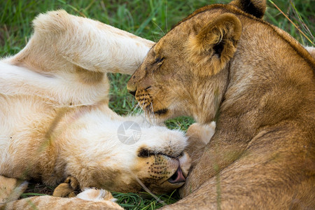 狮子一些幼相互依偎玩耍两只幼狮相互依偎玩耍荒野好的图片
