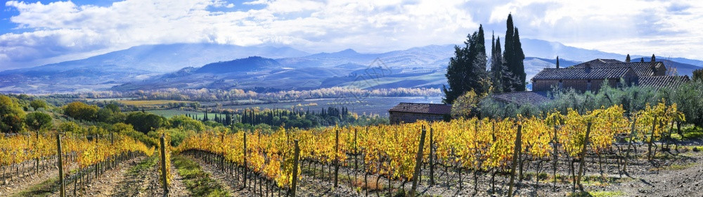 字段蒙塔尔奇诺爬坡道意大利秋色的托斯卡纳大片葡萄园区传统农村地貌以秋季颜色图片