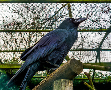 账单爬行巨大的美丽黑乌鸦坐在木束上羽毛反映美丽的颜色神话般怪异生物图片