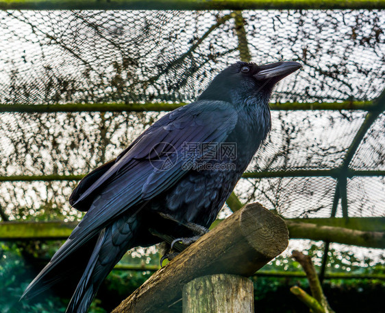 账单爬行巨大的美丽黑乌鸦坐在木束上羽毛反映美丽的颜色神话般怪异生物图片