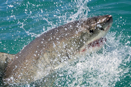 动物学大白鲨鱼卡查罗东珊瑚礁甘斯巴伊西开普南非洲观察力量图片