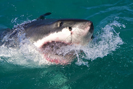 动物群干斯拜嘴大白鲨鱼卡查罗东珊瑚礁甘斯巴伊西开普南非洲图片