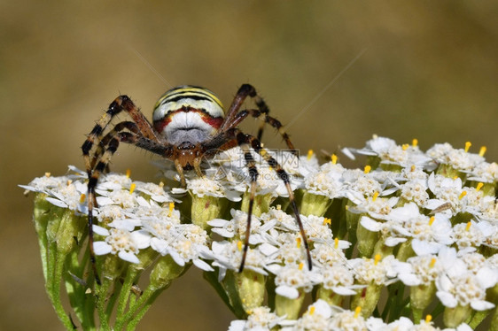 蛛网自然在野生的阿吉罗比布伦尼奇一只蜘蛛在野外花朵上欧洲图片