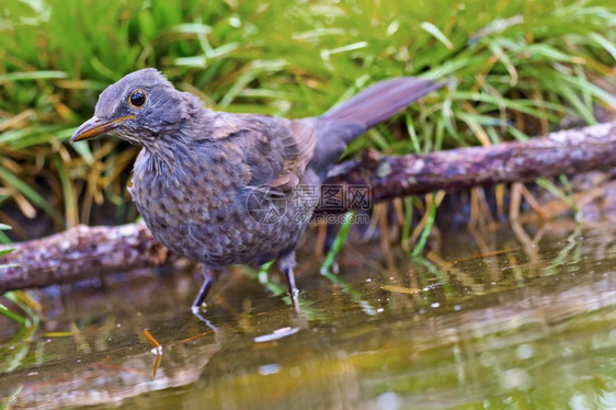 喙渴黑鸟Turdusmerula森林池塘地中海森林卡斯蒂利亚和莱昂西班牙欧洲洗澡图片